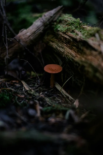 there is a mushroom in the woods among moss