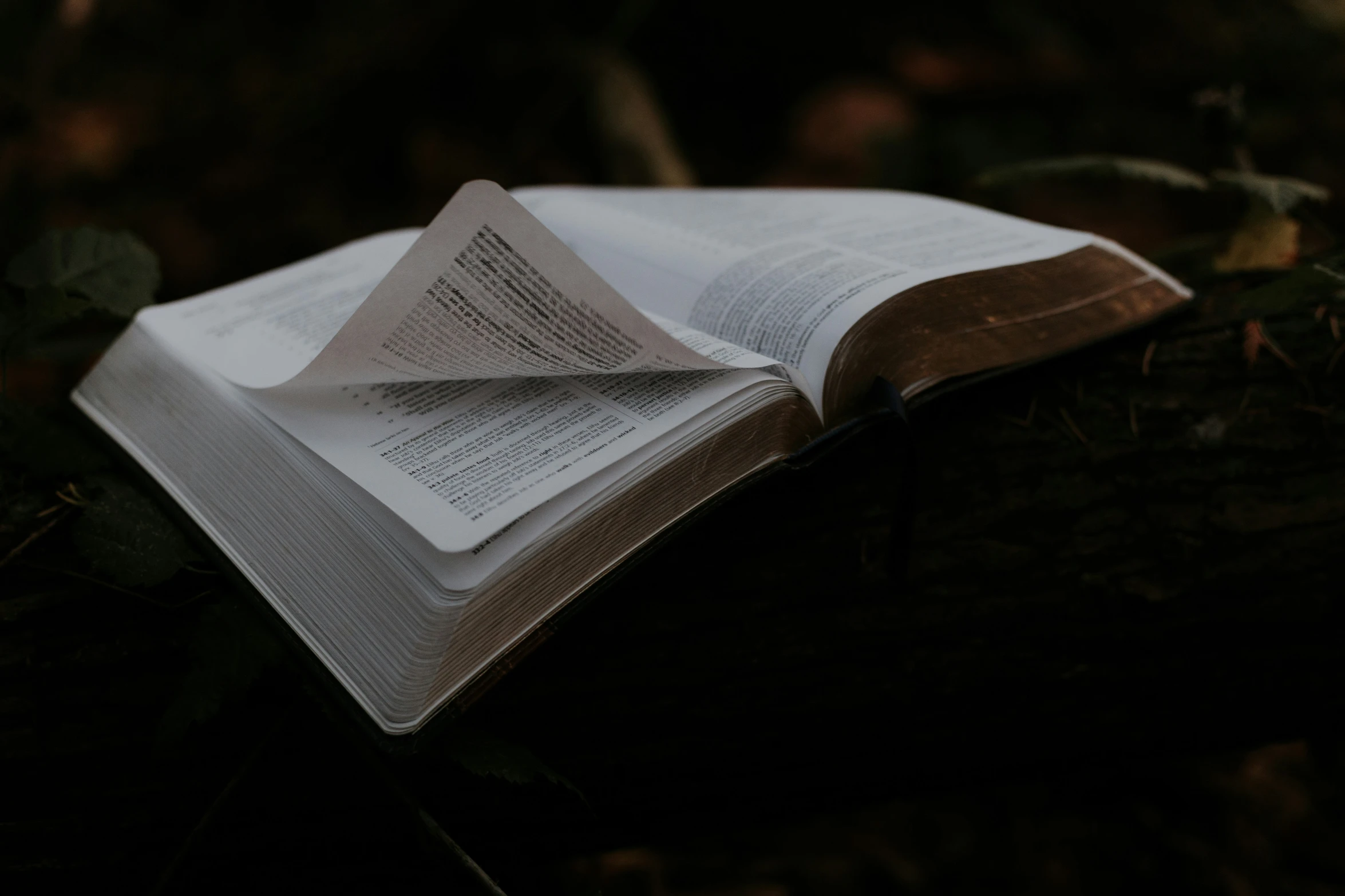 an open book sitting on top of a fallen tree