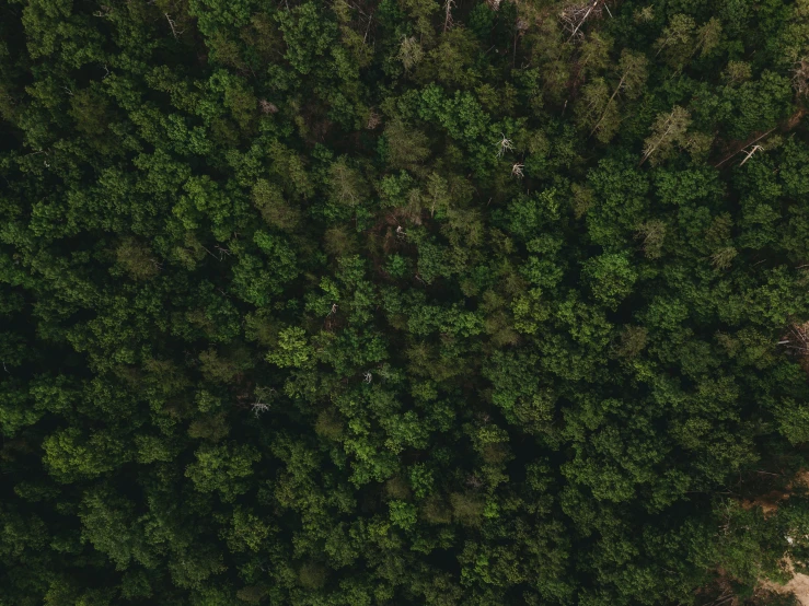 the aerial view of the tops of trees