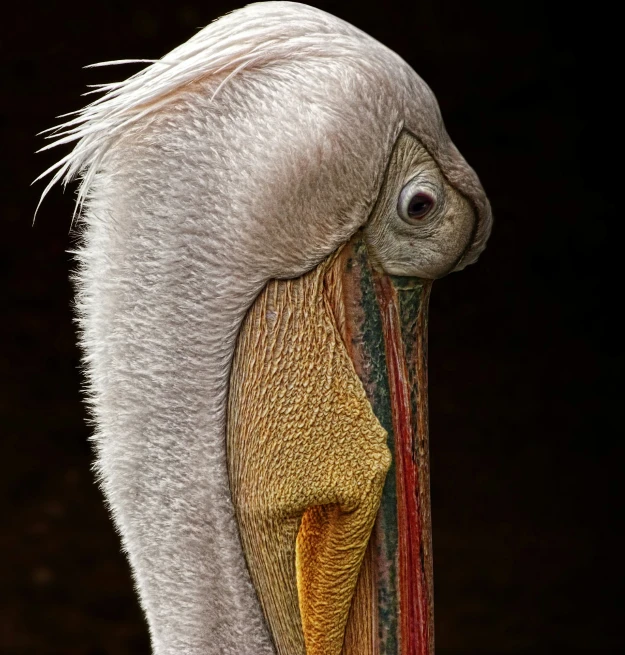 this is an image of a bird with its head