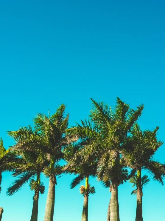 a bunch of palm trees are on the grass near a beach