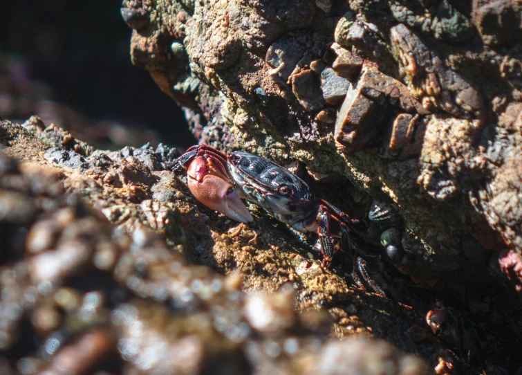 a red and black spider crawling through rocks