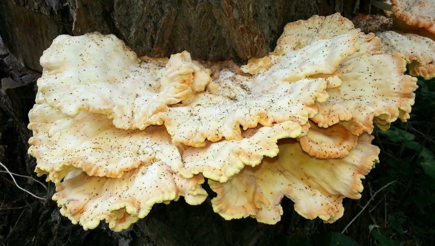 a close up of a tree with some kind of fungus growing on it