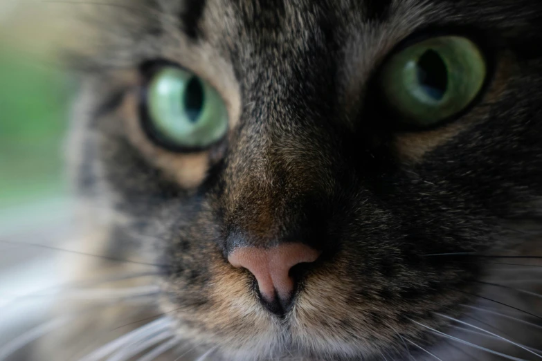 a close up of a cat's green eyes looking straight ahead