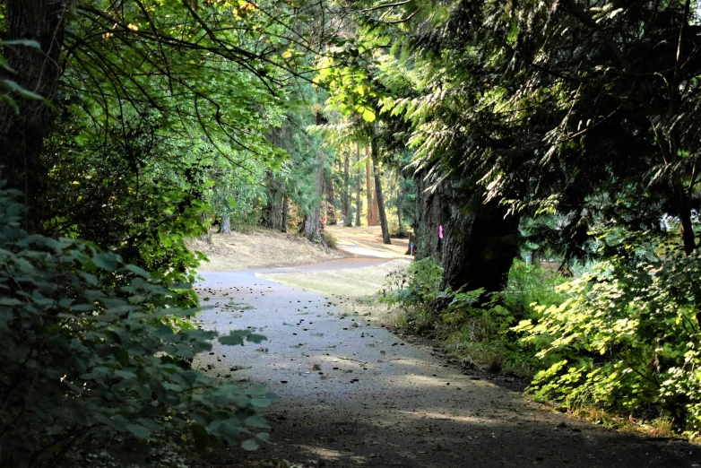 a walkway through the woods in the middle of some trees