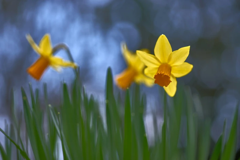 yellow flowers on a green stalk, with the blurry background