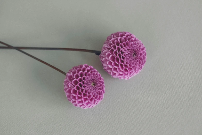 three very pretty flowers are sitting together on a surface