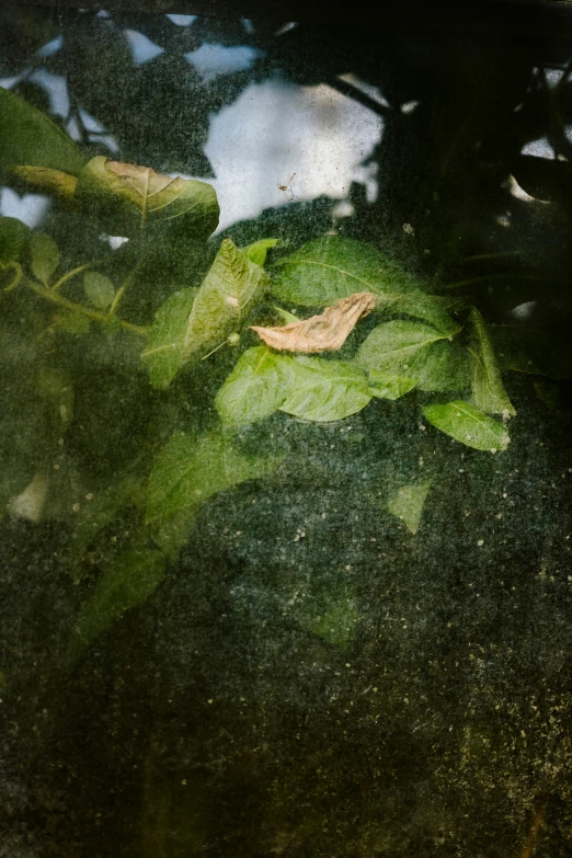 closeup of plants in the rain outside a window