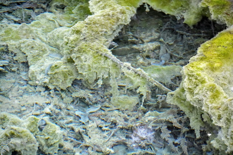 a body of water surrounded by trees covered in green algae