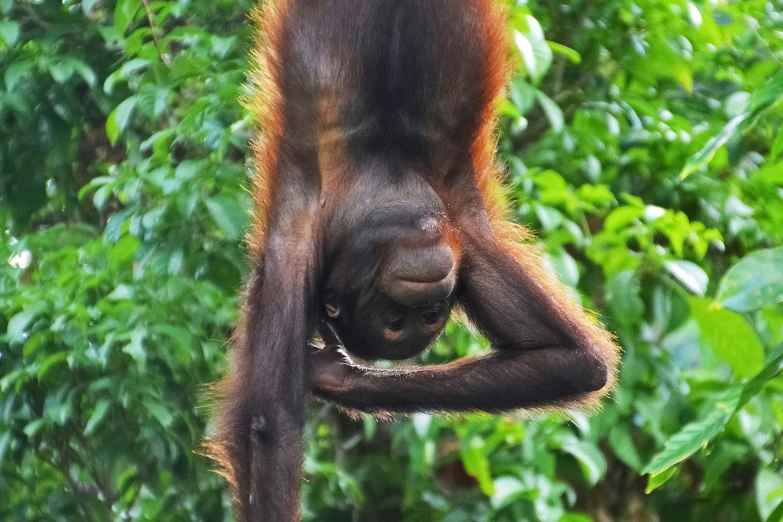 a large monkey with an enormous head hanging from its arms