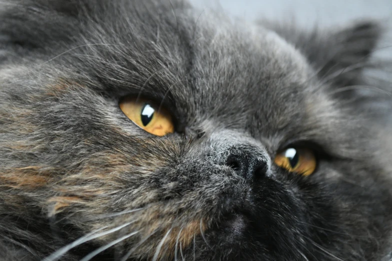 grey cat staring intently with bright orange eyes