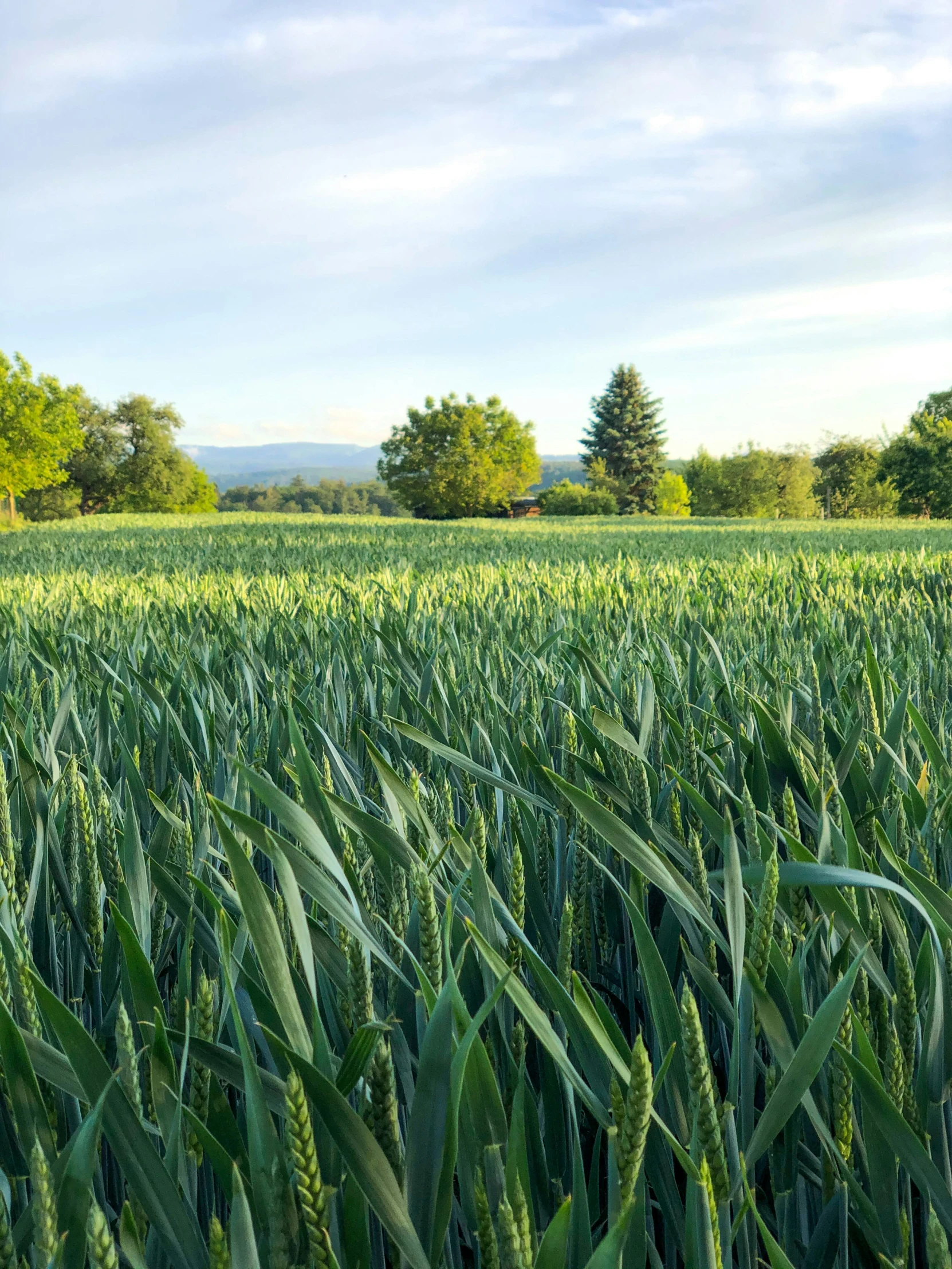 a large field filled with lots of green plants