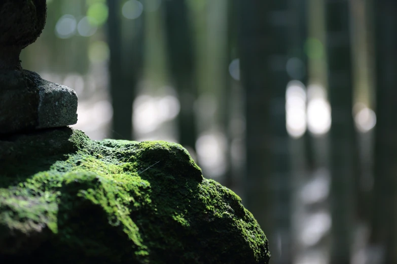 a moss covered boulder stands against a backdrop of tall trees