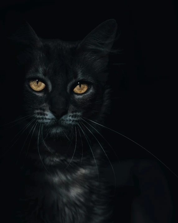 the face of a black cat in the dark