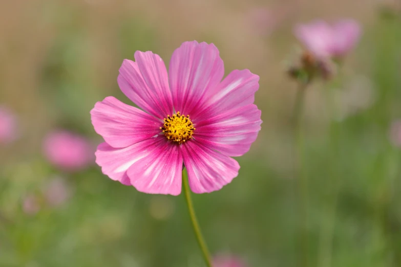 there is a large pink flower in the field