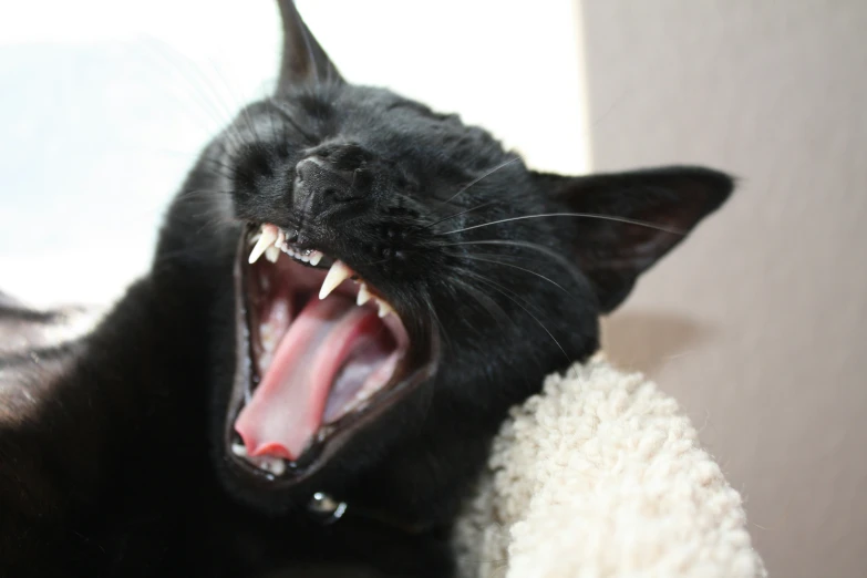 a black cat yawning and hissing its teeth