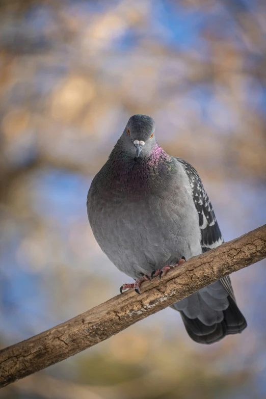 a pigeon sitting on a nch looking down at the camera