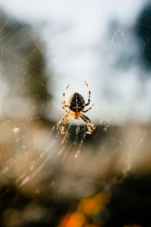 a spider is shown sitting on it's web