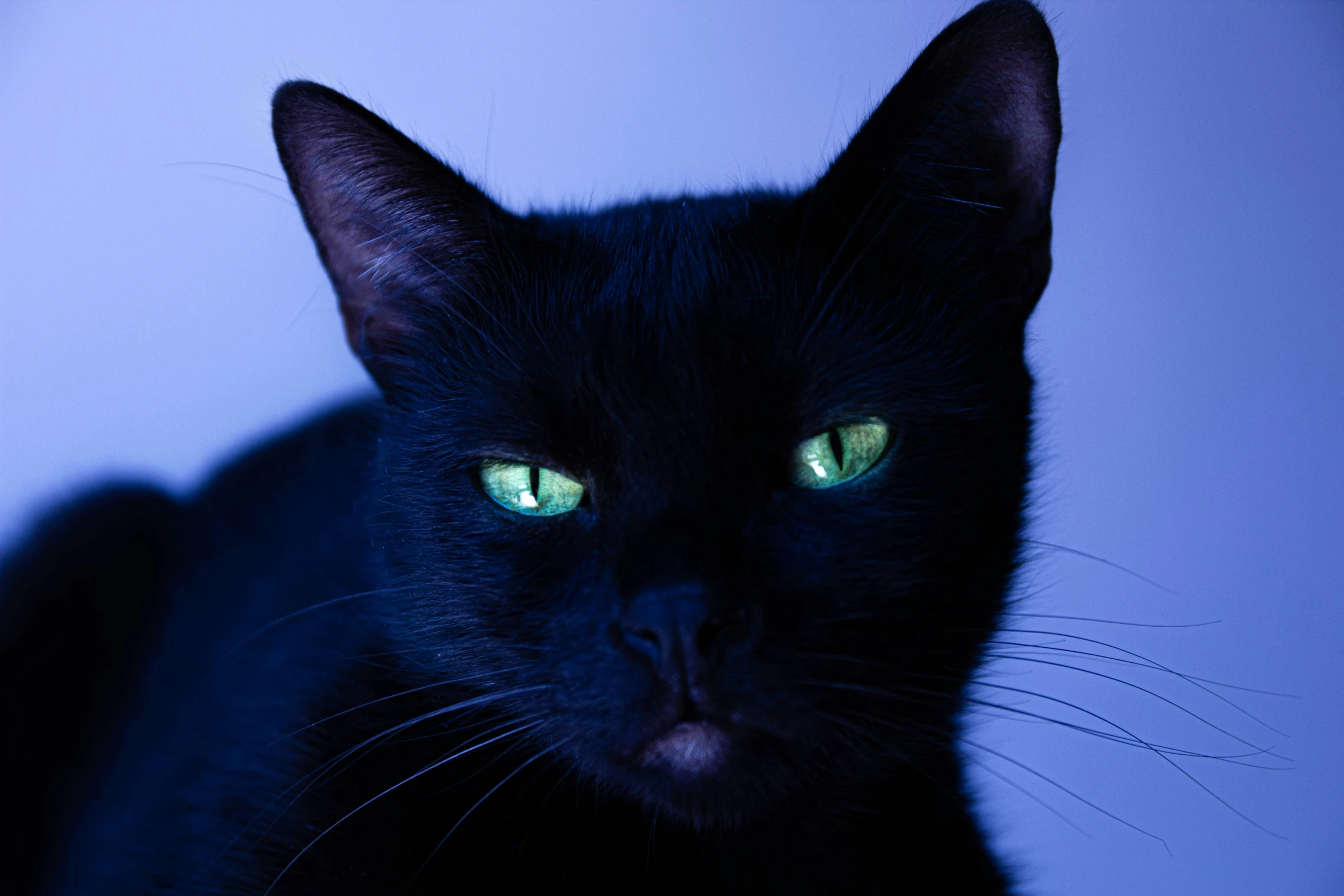 black cat with green eyes lit up by the sun