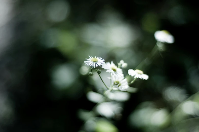 a small white flower sitting on top of a forest