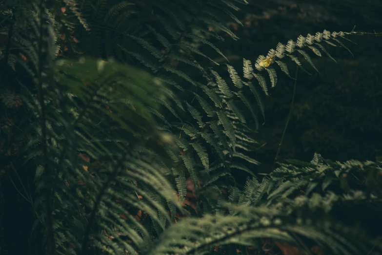 a fern is standing still in the green