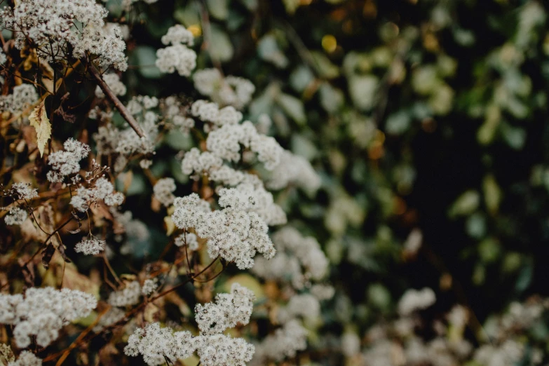 many white flowers with green leaves in the background