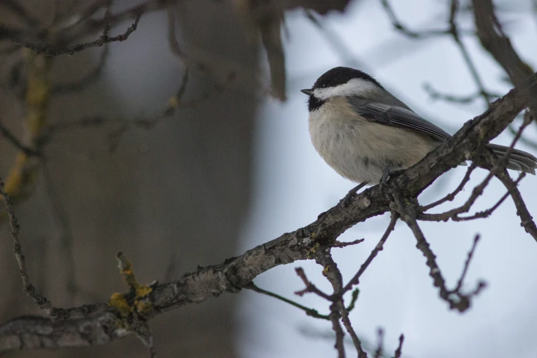 a bird sitting on top of a tree nch