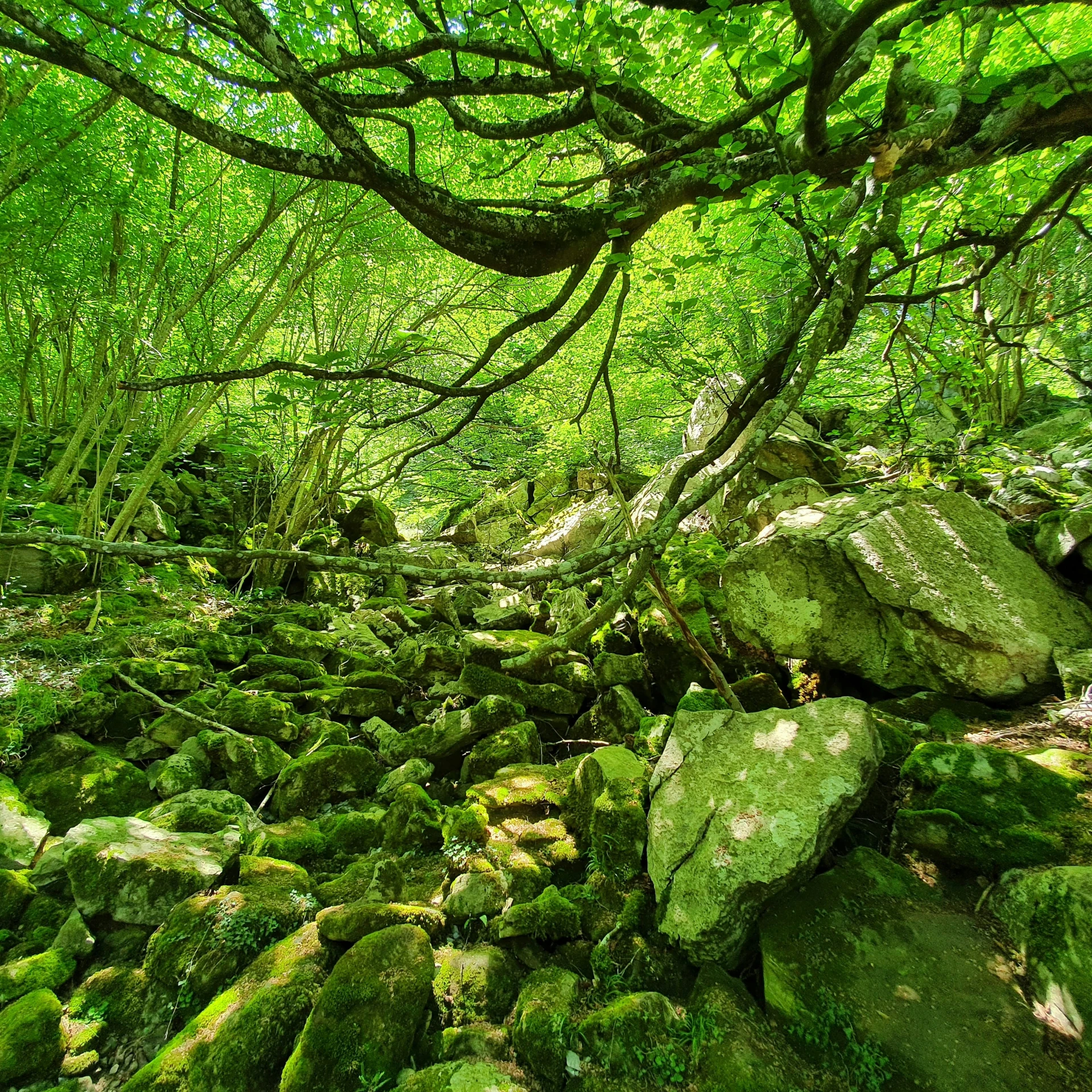 large rocks surrounded by mossy trees in the forest