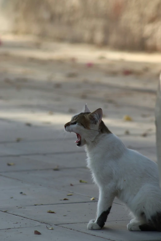 a cat yawns while standing on a patio