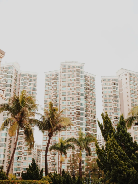 palm trees line the foreground as apartment buildings stand in the background