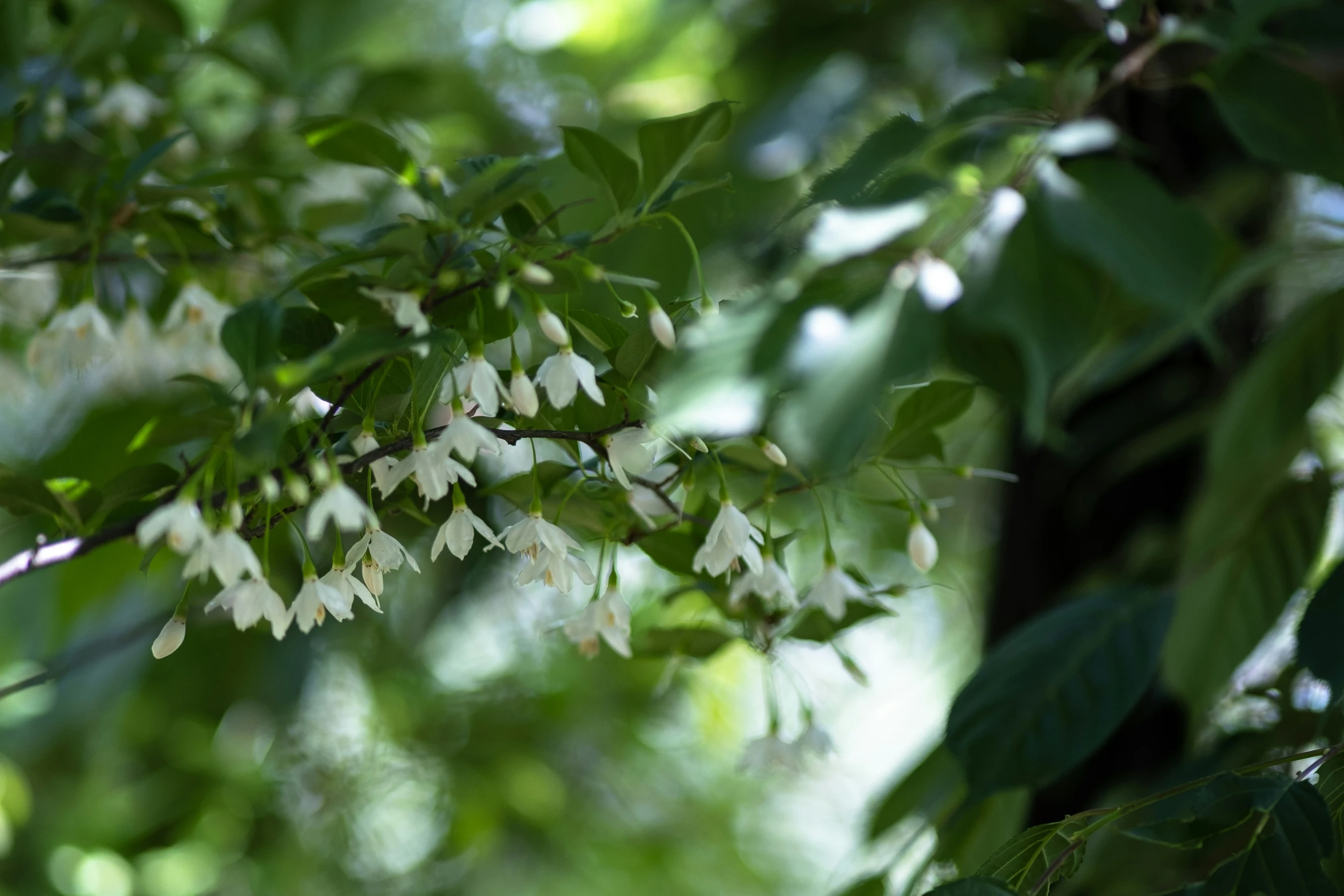 flowers and leaves cover nches of a tree