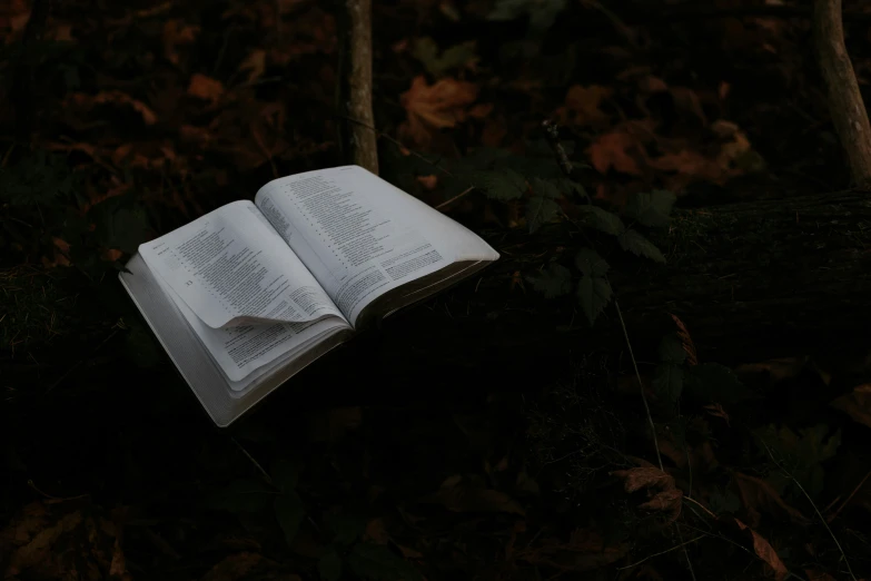 an open book lying in the woods next to a tree