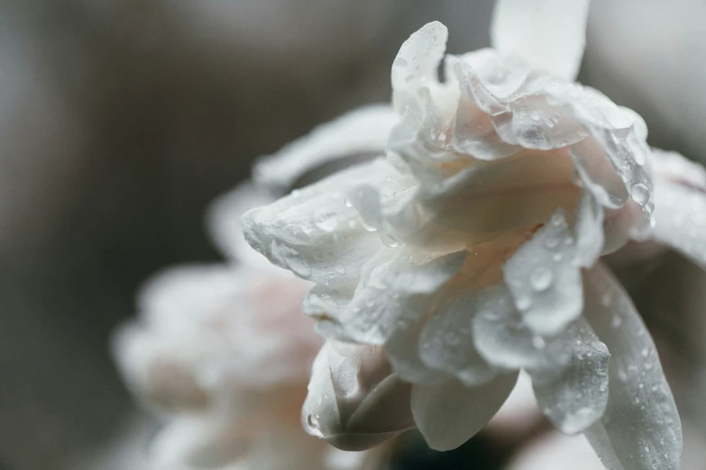 a close up of a flower with drops of water