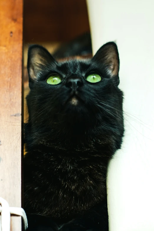 a black cat with green eyes is looking at the camera