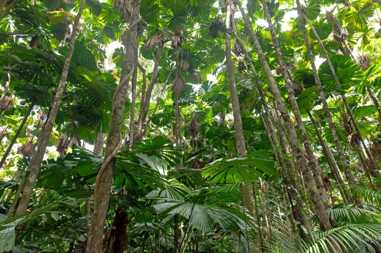 many green trees and plants with lots of leaves