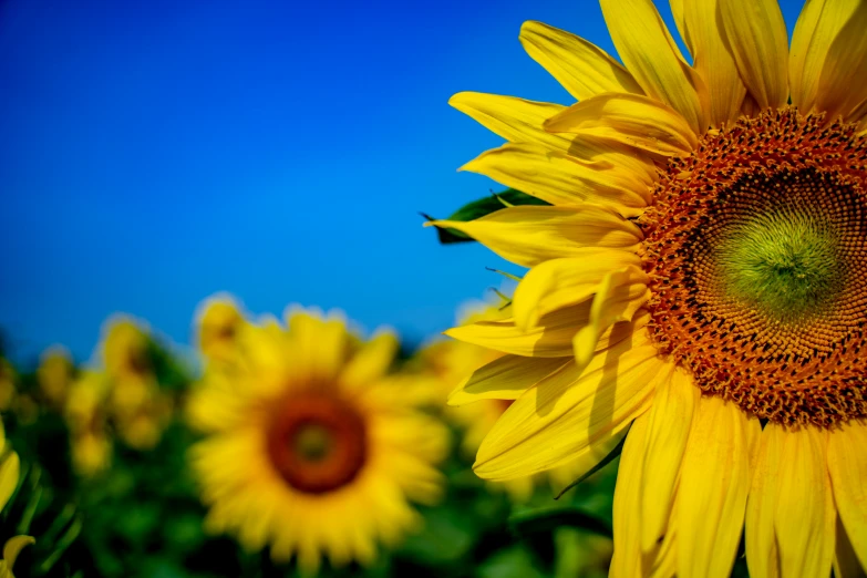 a single sunflower sits amidst many other flowers