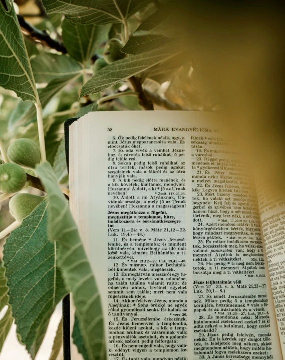 an open book with some green leaves on it