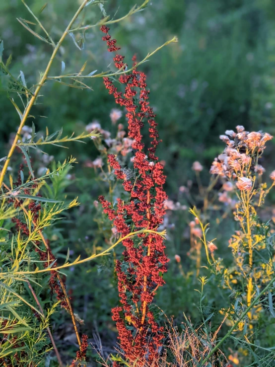 close up of red flowers with blurred greenery in the background