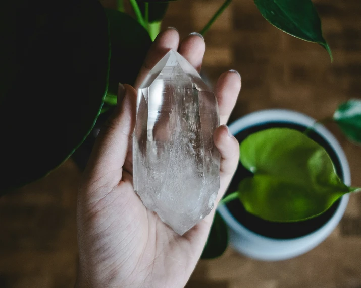 a hand holding an ice block in front of a potted plant