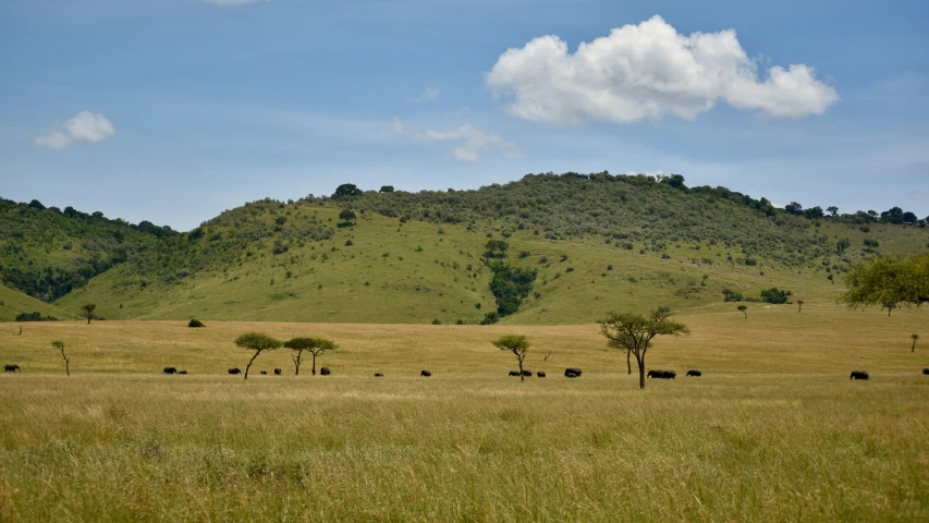 a grassy area with trees in the distance