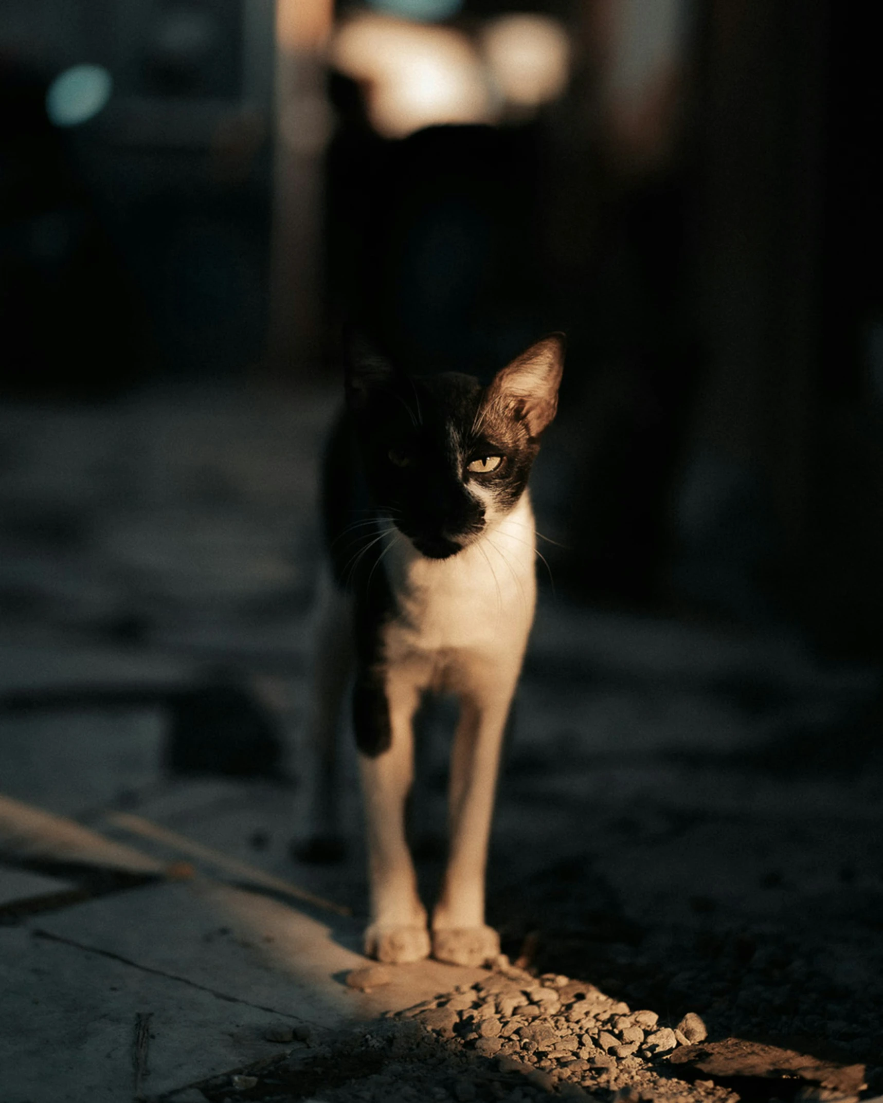 a small cat on concrete looks at the camera