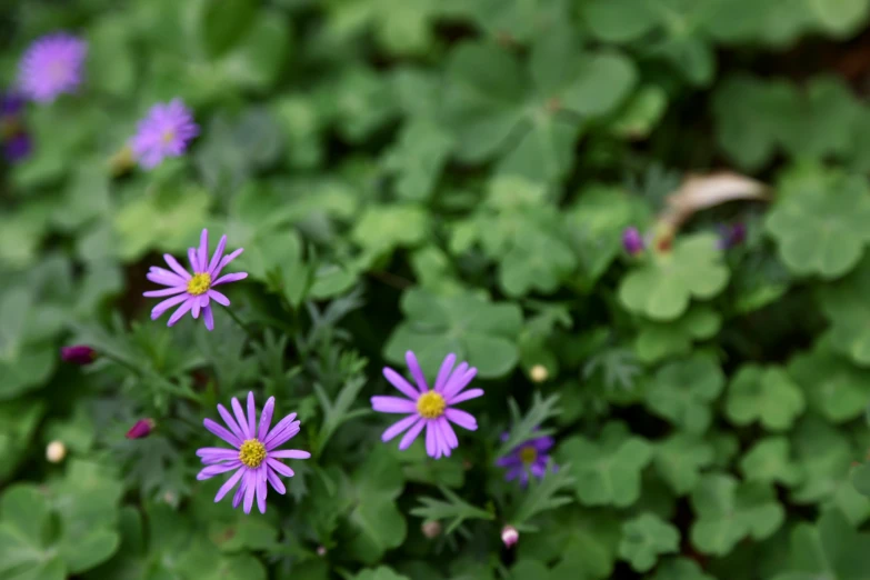 small purple flowers surrounded by green plants in a garden