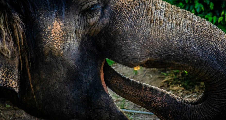 close up of a large elephant's face