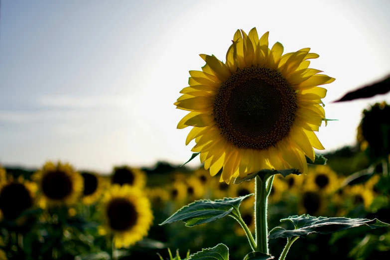 a sunflower standing in the middle of a large field