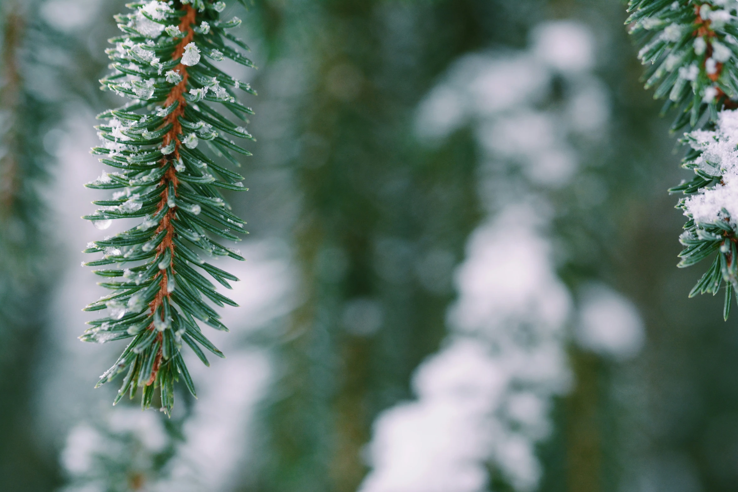 a bunch of pine trees that are covered in snow