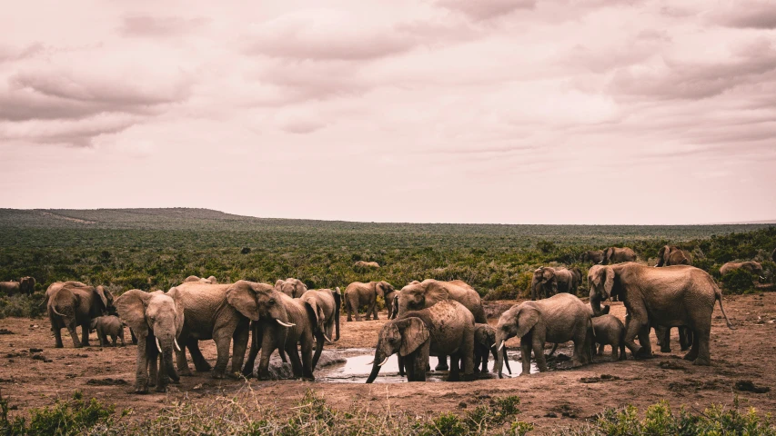 the elephants are standing in a small pond