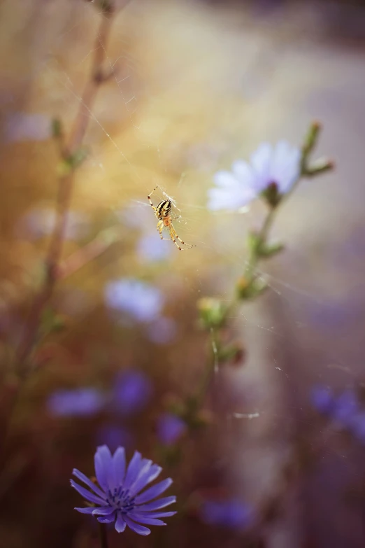 a spider on a flower in the middle of its web