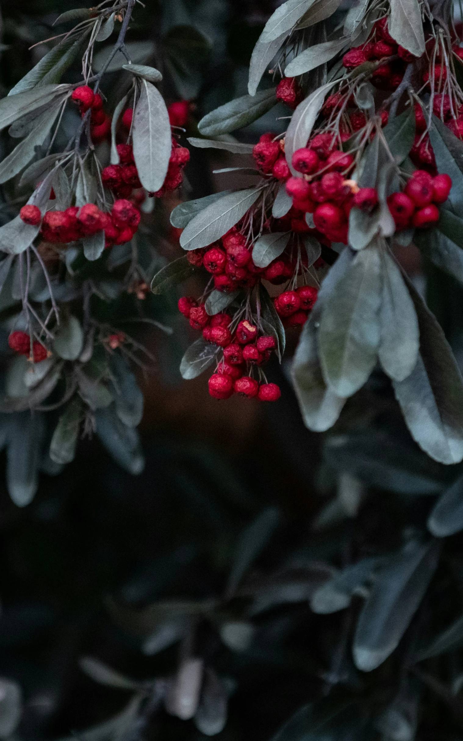 a bush that is full of berries and leaves