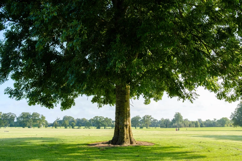 a large tree with a man walking next to it in the distance