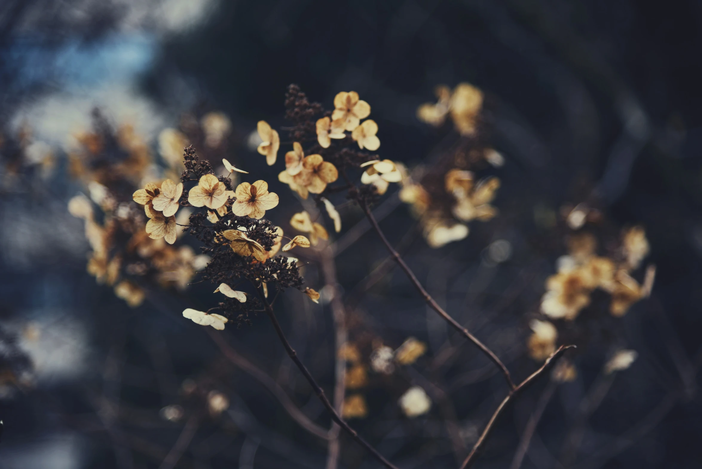 a close up of a tree that is almost blooming